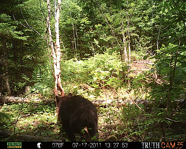 Maine black bear