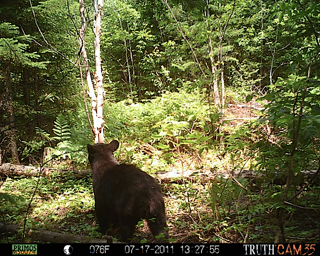 Maine black bear