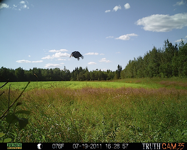 Bird in flight