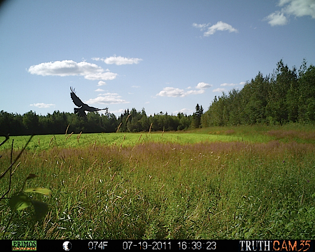 Bird in flight