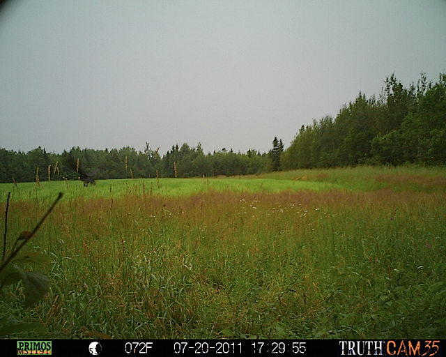 Maine black bear