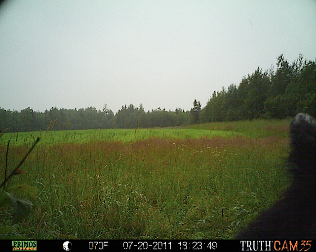 Maine black bear