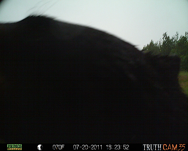 Maine black bear