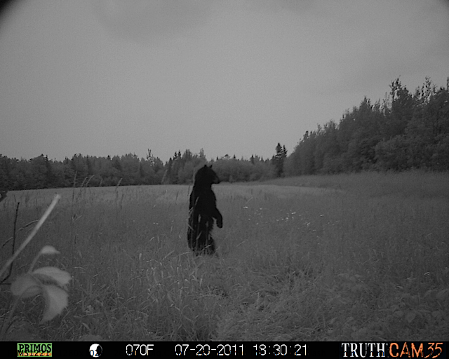 Maine black bear