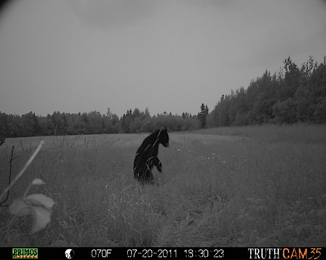 Maine black bear