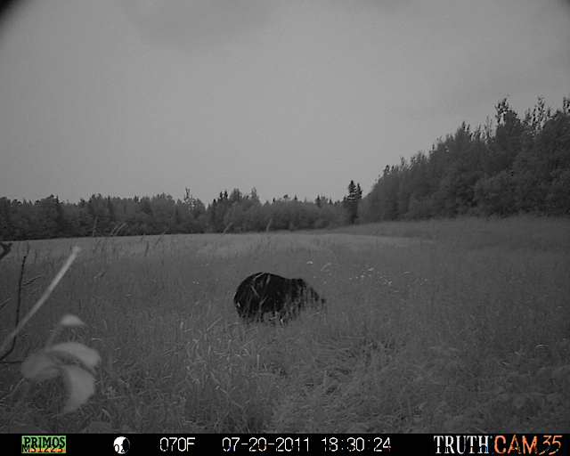 Maine black bear