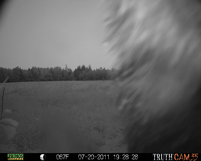 Maine black bear