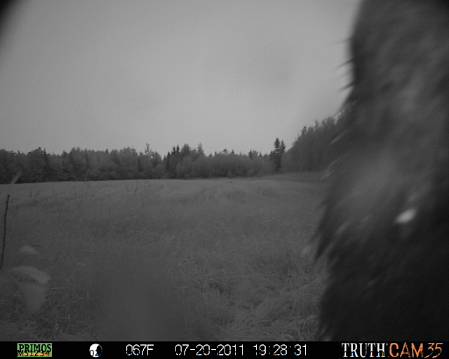 Maine black bear