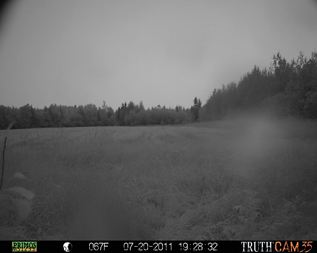 Maine black bear