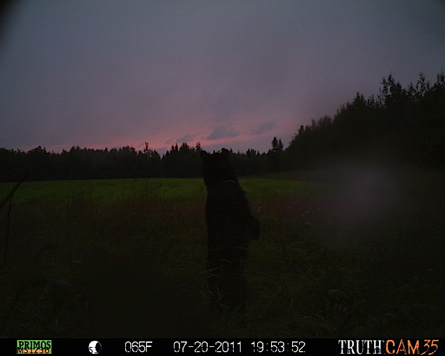 Maine black bear