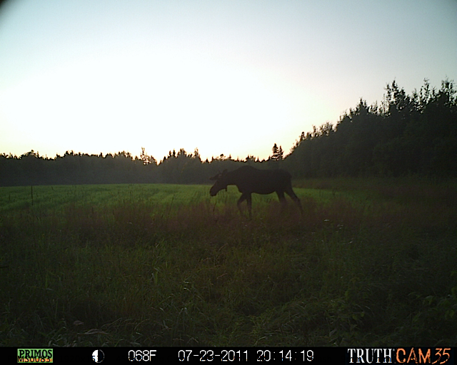 Maine moose